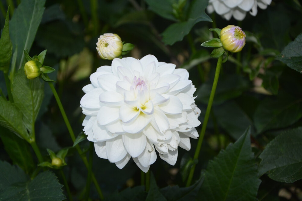 大丽花（Dahlia pinnata Cav.），别名大理花、天竺牡丹、东洋菊、大丽菊、地瓜花，菊科、大丽花属植物，多年生草本，有巨大棒状块根。茎直立，多分枝，高1.5-2米，粗壮。原产于墨西哥，墨西哥人把它视为大方、富丽的象征，因此将它尊为国花。