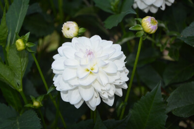 大丽花（Dahlia pinnata Cav.），别名大理花、天竺牡丹、东洋菊、大丽菊、地瓜花，菊科、大丽花属植物，多年生草本，有巨大棒状块根。茎直立，多分枝，高1.5-2米，粗壮。原产于墨西哥，墨西哥人把它视为大方、富丽的…