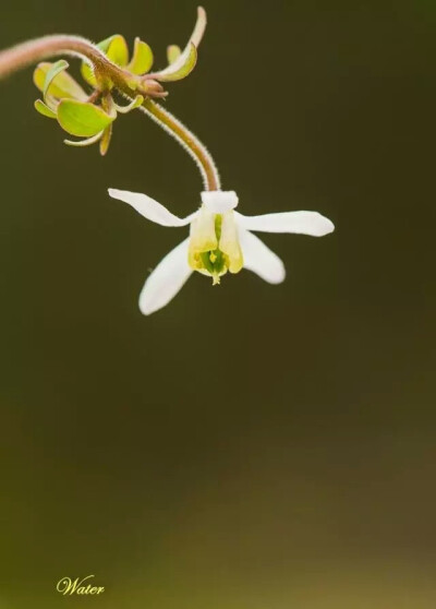 一花