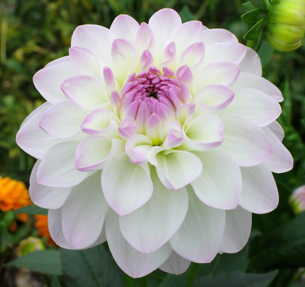 大丽花（Dahlia pinnata Cav.），别名大理花、天竺牡丹、东洋菊、大丽菊、地瓜花，菊科、大丽花属植物，多年生草本，有巨大棒状块根。茎直立，多分枝，高1.5-2米，粗壮。原产于墨西哥，墨西哥人把它视为大方、富丽的象征，因此将它尊为国花。