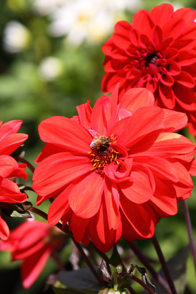 大丽花（Dahlia pinnata Cav.），别名大理花、天竺牡丹、东洋菊、大丽菊、地瓜花，菊科、大丽花属植物，多年生草本，有巨大棒状块根。茎直立，多分枝，高1.5-2米，粗壮。原产于墨西哥，墨西哥人把它视为大方、富丽的象征，因此将它尊为国花。