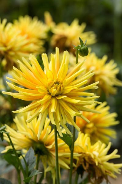 大丽花（Dahlia pinnata Cav.），别名大理花、天竺牡丹、东洋菊、大丽菊、地瓜花，菊科、大丽花属植物，多年生草本，有巨大棒状块根。茎直立，多分枝，高1.5-2米，粗壮。原产于墨西哥，墨西哥人把它视为大方、富丽的…