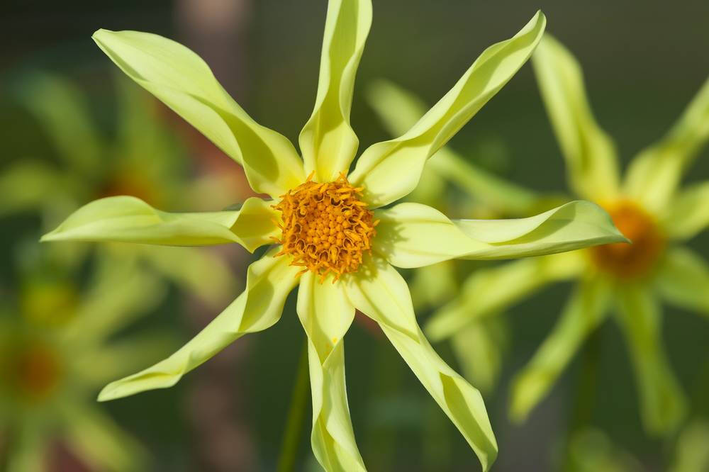 大丽花（Dahlia pinnata Cav.），别名大理花、天竺牡丹、东洋菊、大丽菊、地瓜花，菊科、大丽花属植物，多年生草本，有巨大棒状块根。茎直立，多分枝，高1.5-2米，粗壮。原产于墨西哥，墨西哥人把它视为大方、富丽的象征，因此将它尊为国花。