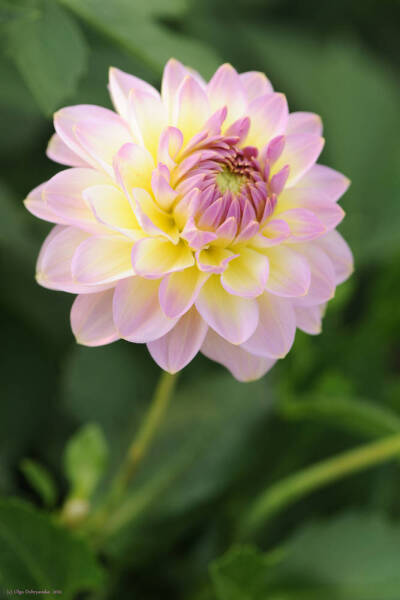 大丽花（Dahlia pinnata Cav.），别名大理花、天竺牡丹、东洋菊、大丽菊、地瓜花，菊科、大丽花属植物，多年生草本，有巨大棒状块根。茎直立，多分枝，高1.5-2米，粗壮。原产于墨西哥，墨西哥人把它视为大方、富丽的…