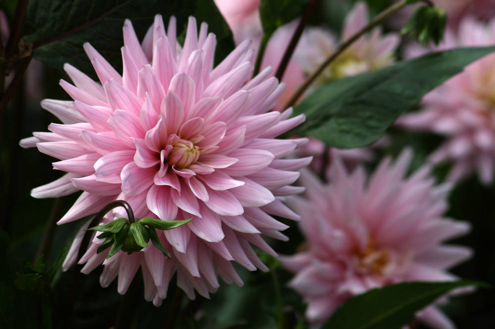 大丽花（Dahlia pinnata Cav.），别名大理花、天竺牡丹、东洋菊、大丽菊、地瓜花，菊科、大丽花属植物，多年生草本，有巨大棒状块根。茎直立，多分枝，高1.5-2米，粗壮。原产于墨西哥，墨西哥人把它视为大方、富丽的象征，因此将它尊为国花。