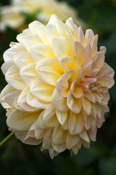 大丽花（Dahlia pinnata Cav.），别名大理花、天竺牡丹、东洋菊、大丽菊、地瓜花，菊科、大丽花属植物，多年生草本，有巨大棒状块根。茎直立，多分枝，高1.5-2米，粗壮。原产于墨西哥，墨西哥人把它视为大方、富丽的…