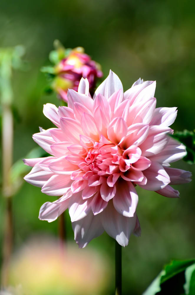 大丽花（Dahlia pinnata Cav.），别名大理花、天竺牡丹、东洋菊、大丽菊、地瓜花，菊科、大丽花属植物，多年生草本，有巨大棒状块根。茎直立，多分枝，高1.5-2米，粗壮。原产于墨西哥，墨西哥人把它视为大方、富丽的象征，因此将它尊为国花。