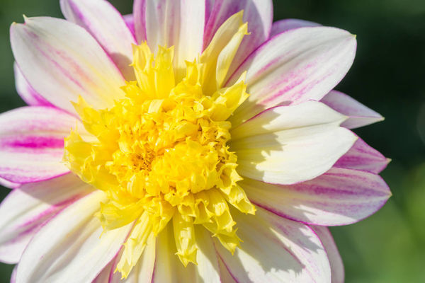 大丽花（Dahlia pinnata Cav.），别名大理花、天竺牡丹、东洋菊、大丽菊、地瓜花，菊科、大丽花属植物，多年生草本，有巨大棒状块根。茎直立，多分枝，高1.5-2米，粗壮。原产于墨西哥，墨西哥人把它视为大方、富丽的象征，因此将它尊为国花。