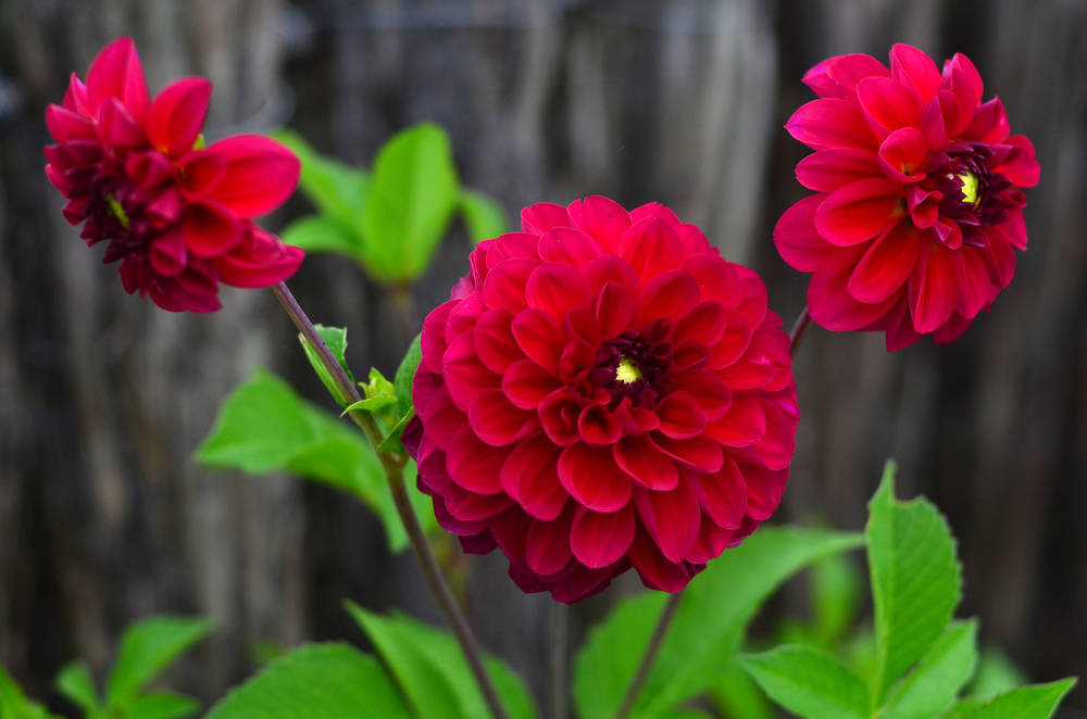 大丽花（Dahlia pinnata Cav.），别名大理花、天竺牡丹、东洋菊、大丽菊、地瓜花，菊科、大丽花属植物，多年生草本，有巨大棒状块根。茎直立，多分枝，高1.5-2米，粗壮。原产于墨西哥，墨西哥人把它视为大方、富丽的象征，因此将它尊为国花。