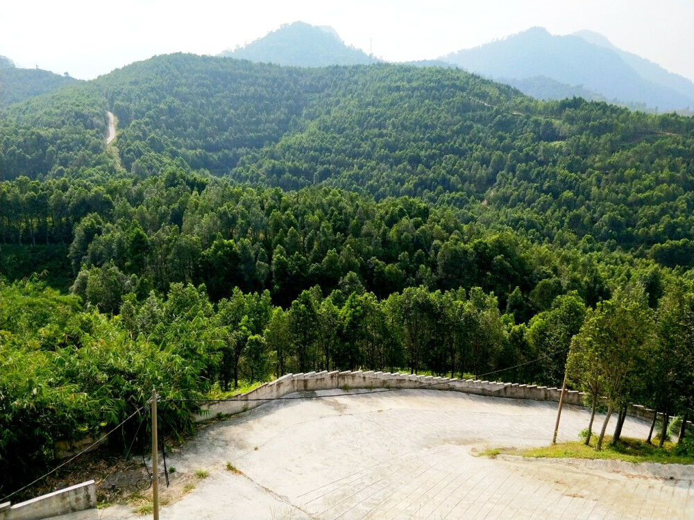 「务边」沉香山茶园