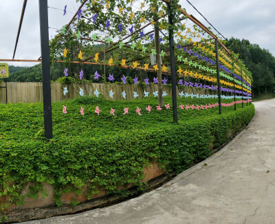 「务边」沉香山茶园