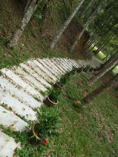 「务边」沉香山茶园