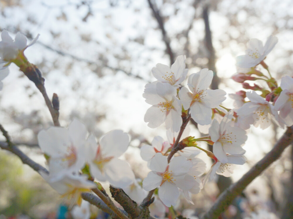 18.03 顾村公园樱花节