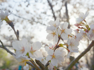 18.03 顾村公园樱花节