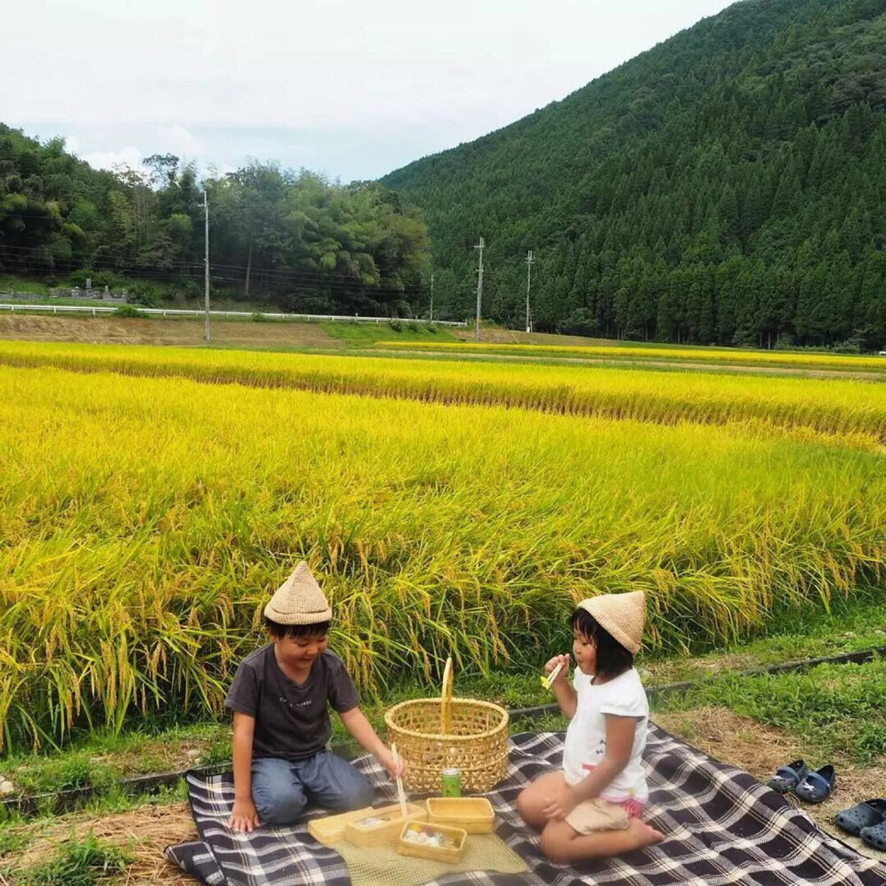 水稻成熟了，兄妹俩帮忙割水稻呢！还和爷爷坐上了收割机，两个小家伙都开心极了！