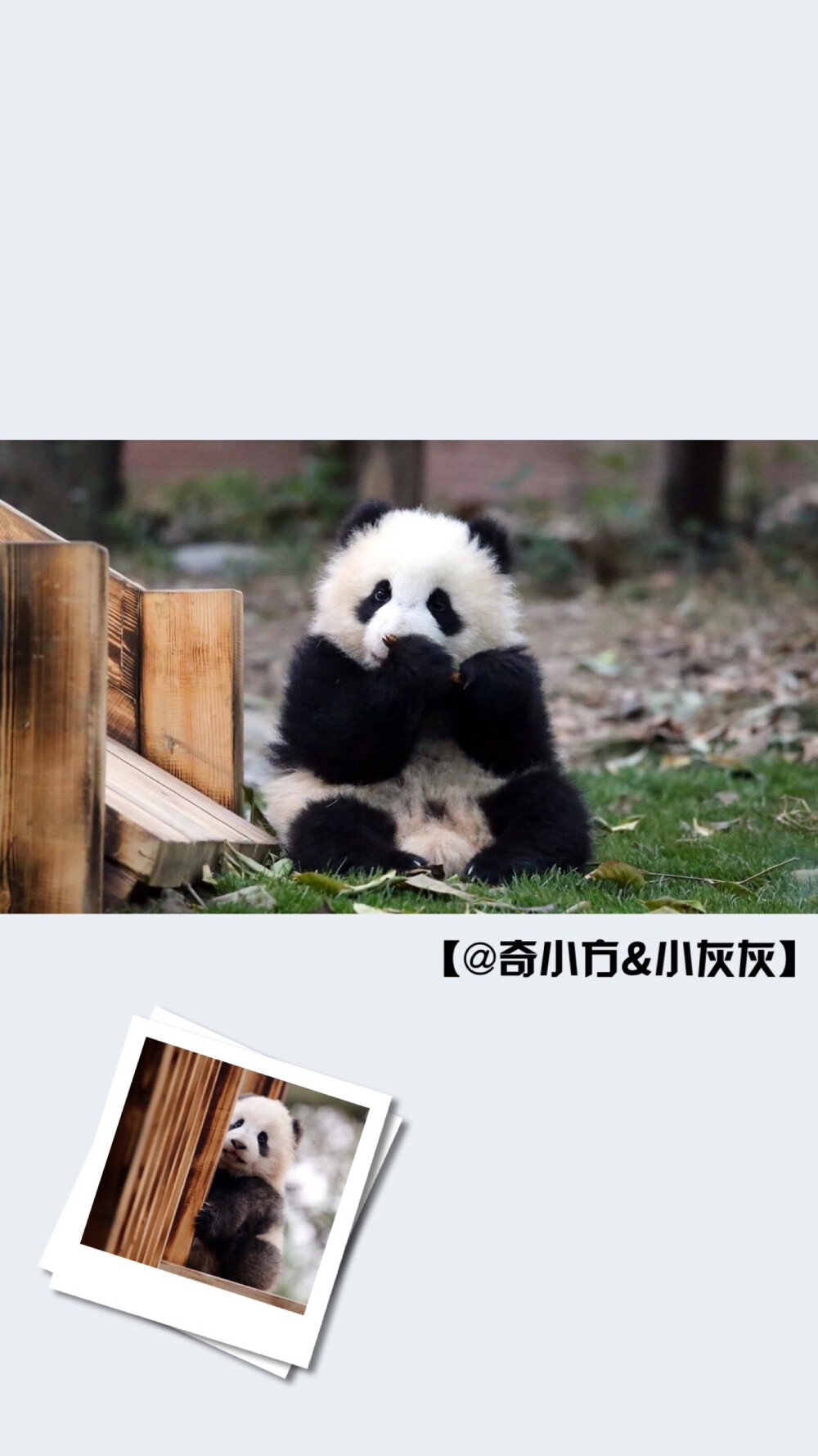 Panda 大熊猫的手机壁纸