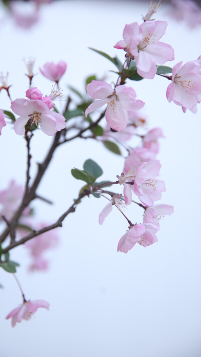 适合春天的樱花壁纸 手机壁纸 桃花 