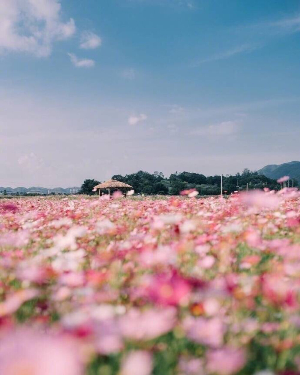 花 壁纸