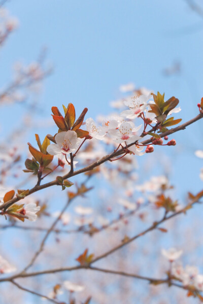 紫叶李花