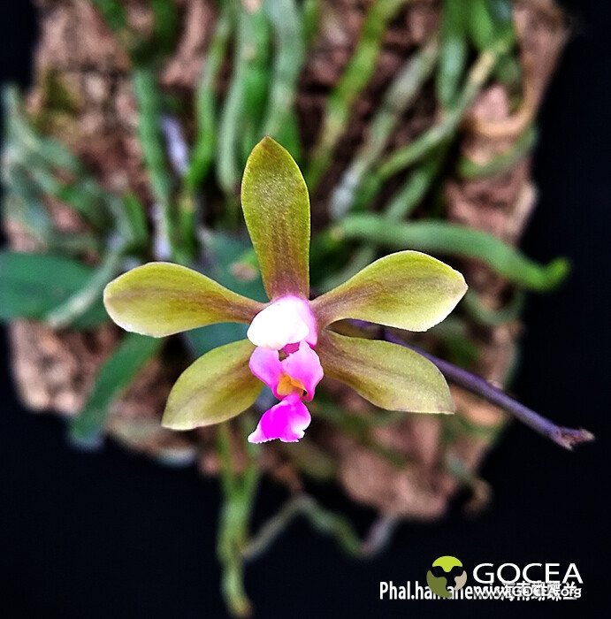  Phal.hainanensis海南蝴蝶兰