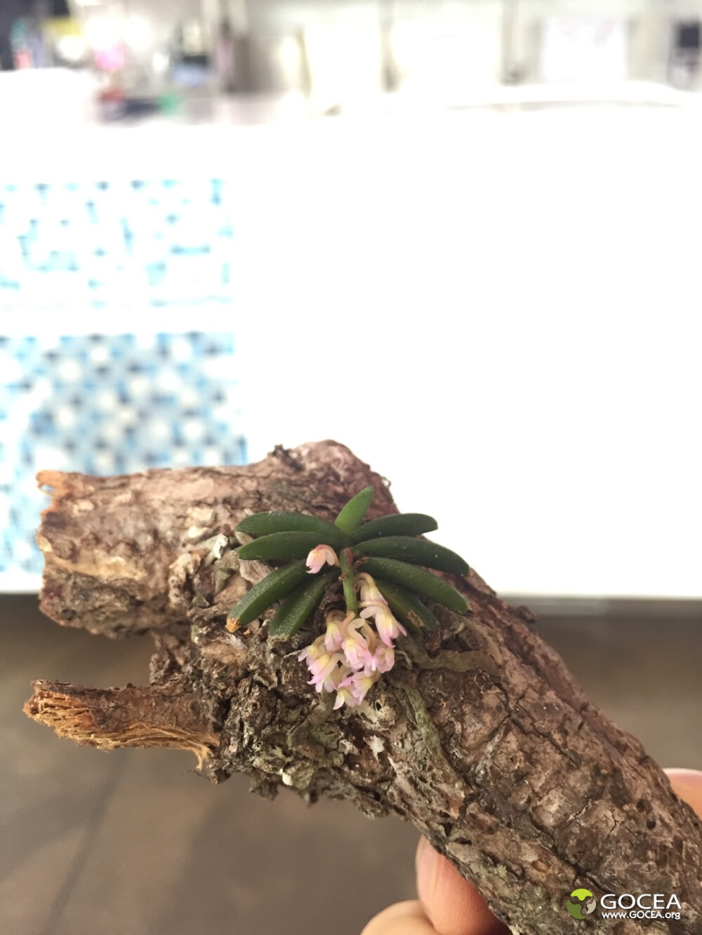 Schoenorchis Fragrans