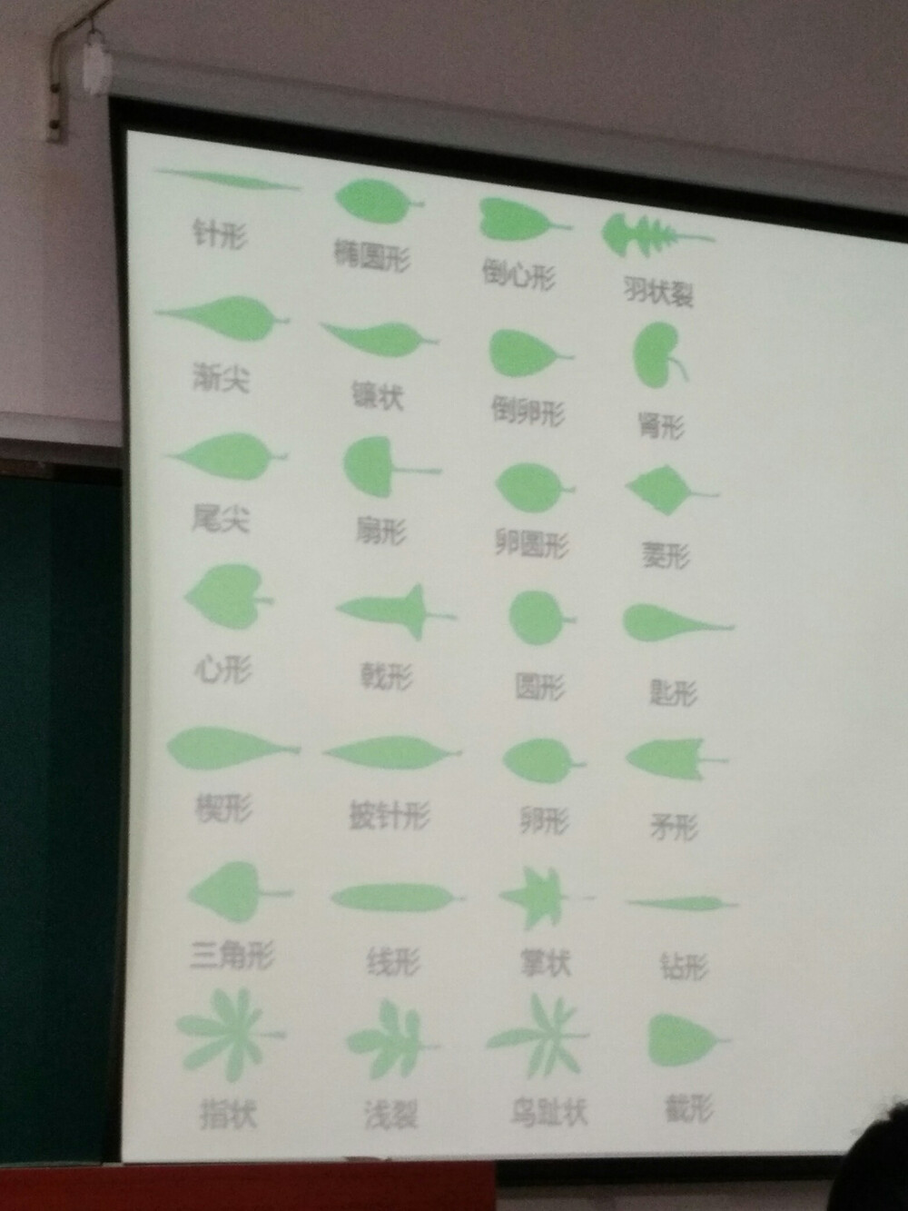 植物叶型