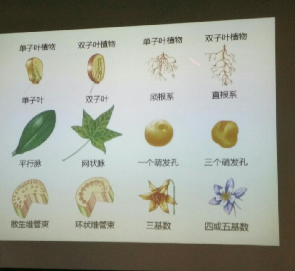 双子和单子叶植物的区别