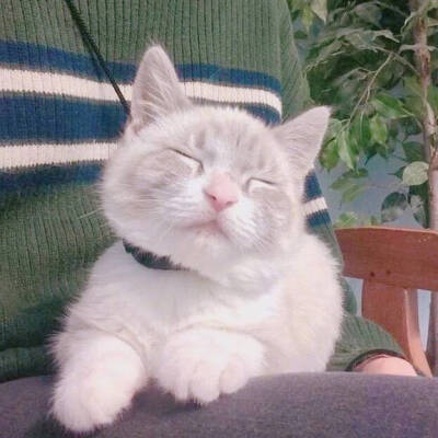 主子