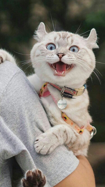 主子