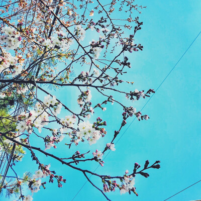 蓝色的天空，粉嫩的樱花