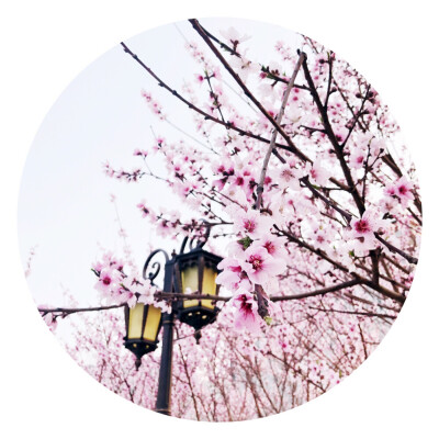 谁点相思 谁种桃花