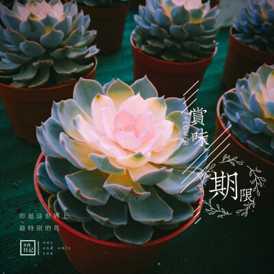 花的心