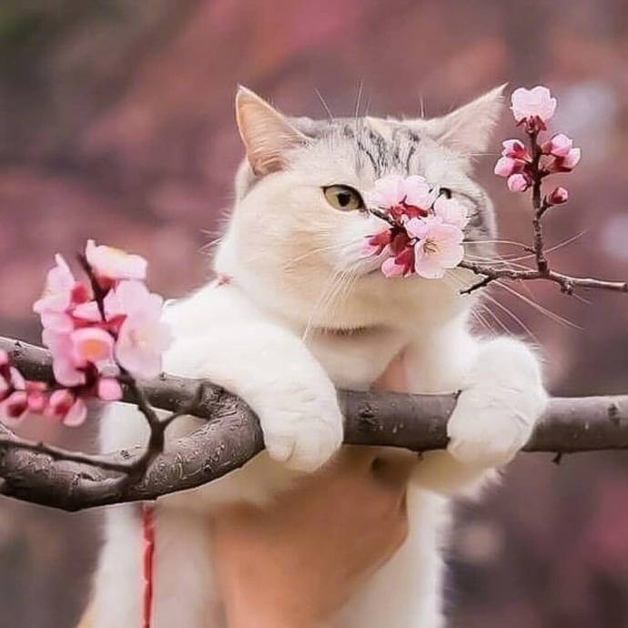 樱花和猫
