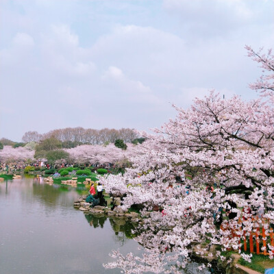 东湖樱花园