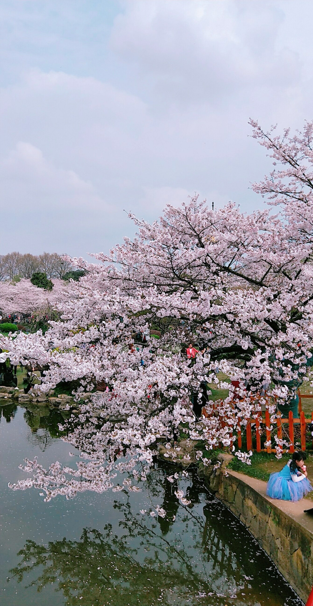 东湖樱花园