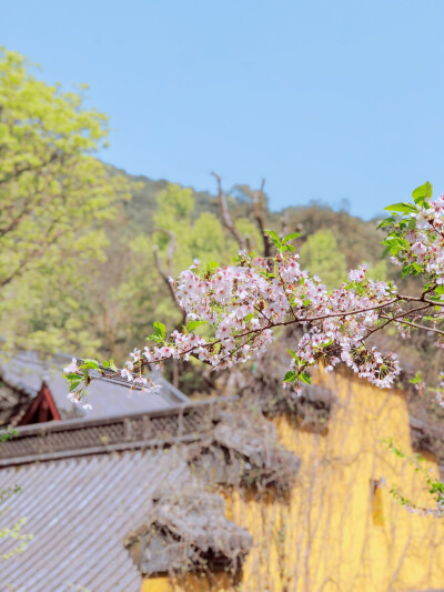 2018.03.28 再一次的飞来峰景区。能不负春光。