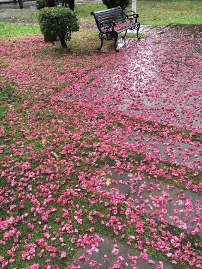 落红不是无情物，化作春泥更护花。ʚɞ