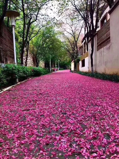 落红不是无情物，化作春泥更护花。ʚɞ