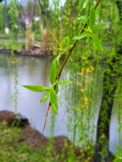 柳树岸边