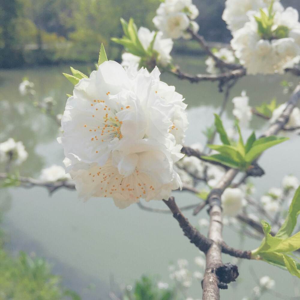 烟花三月下扬州