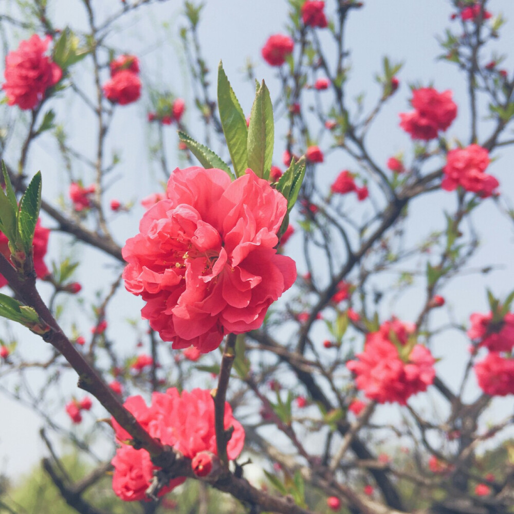 烟花三月下扬州