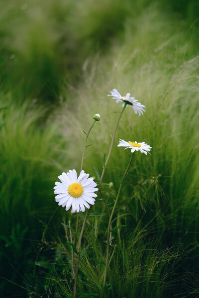 小白花