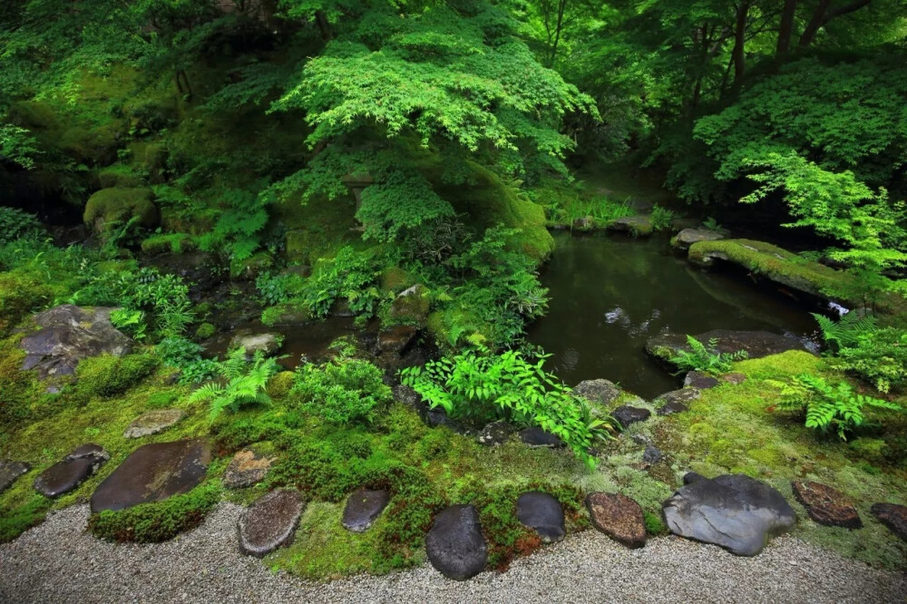 苔藓