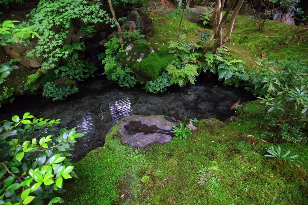 苔藓