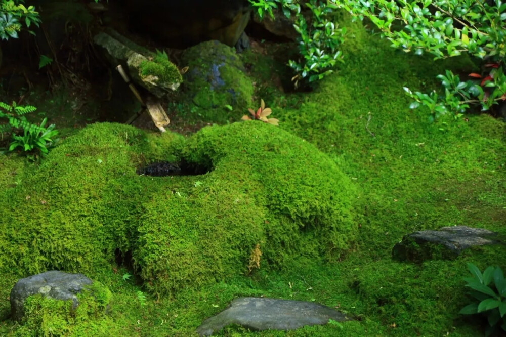 苔藓