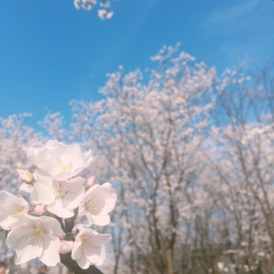 樱花花