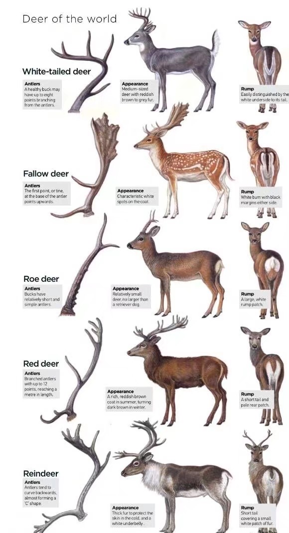 从上到下依次为白尾鹿、黇鹿、狍、马鹿、驯鹿 