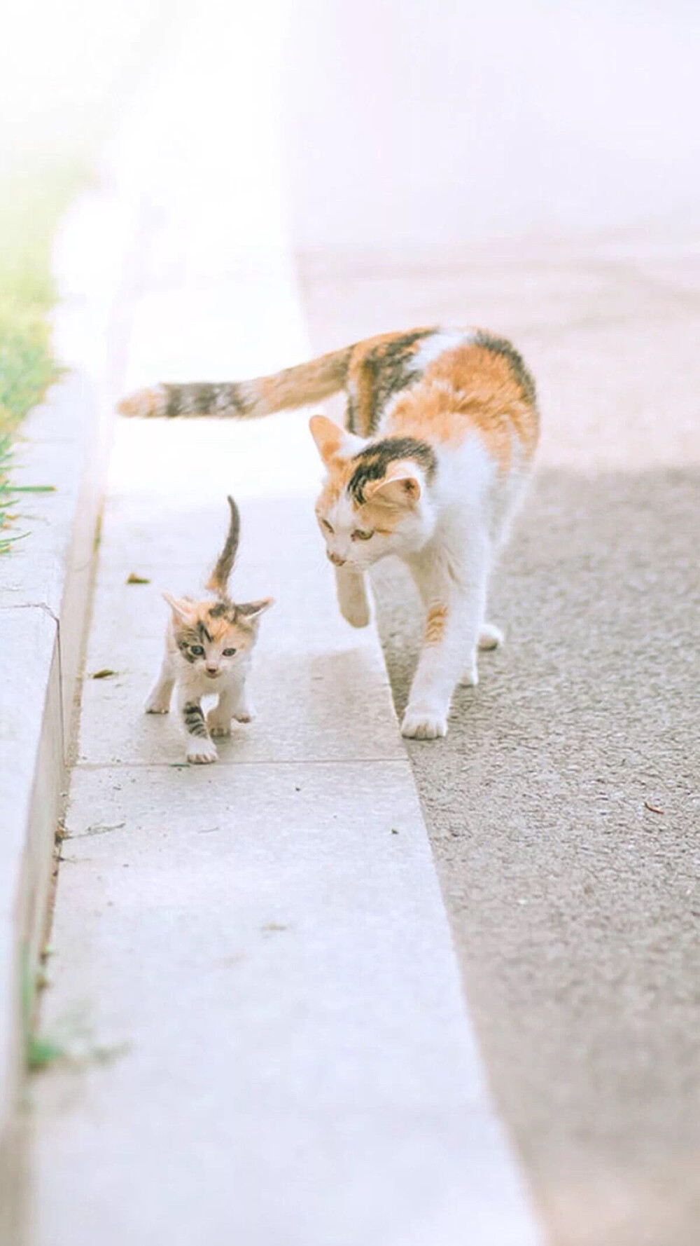 猫咪壁纸