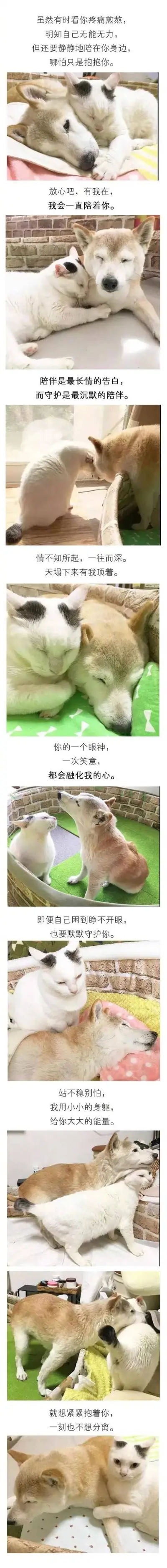 柴犬和猫咪的情侣头像图片