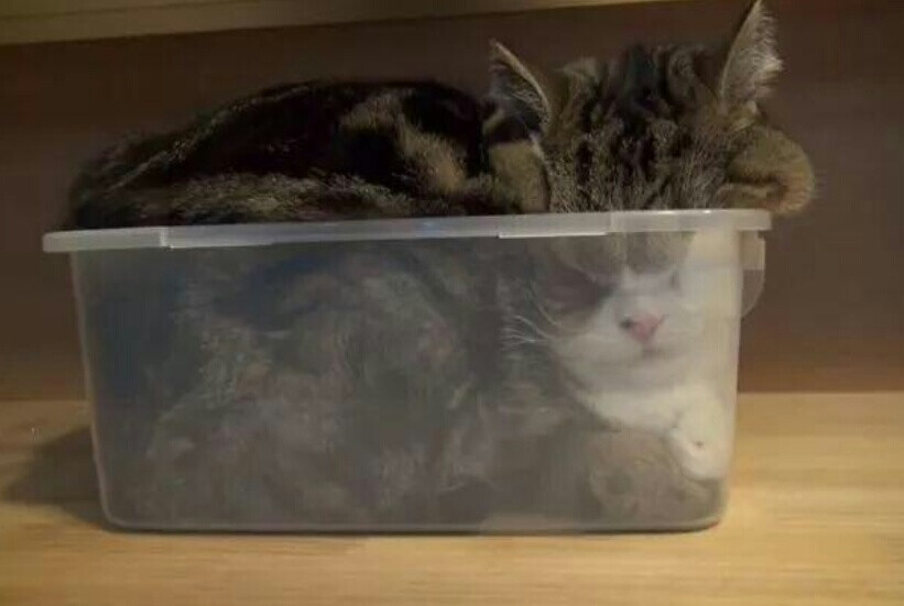 猫咪液体